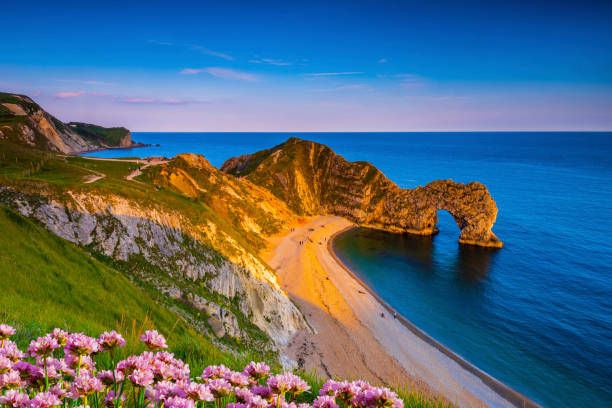 Jurassic coast thrift and Durdle Door in Dorset at sunset The sun goes down on the Jurassic coast and Durdle Door in Dorset with Seak Pink Trift growing on the top of the cliff in the foreground durdle door stock pictures, royalty-free photos & images