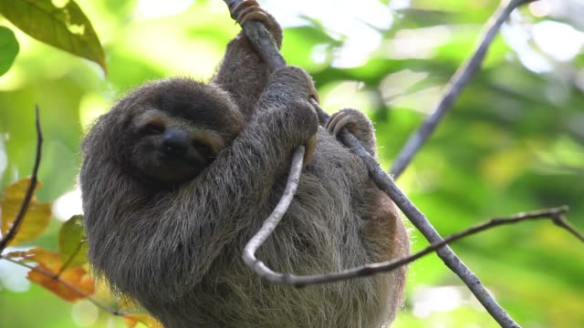 Sloth in Costa Rica Video Clip