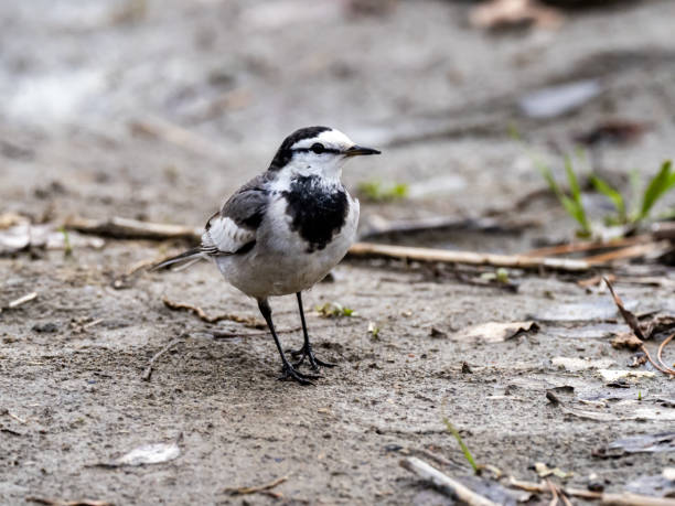 istock White wagtail on Tama River Bank 1 1209582967
