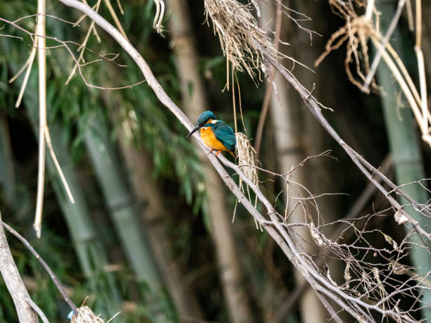 istock Colorful common kingfisher by the Tama River 1 1209583004