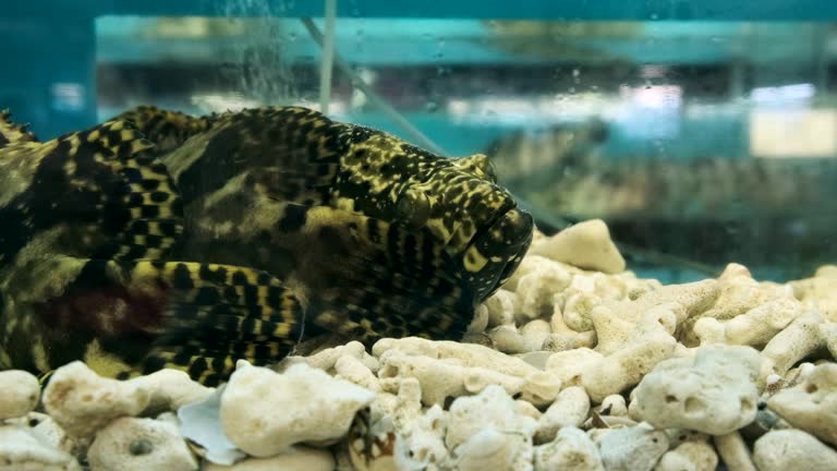 Close up of Grouper fish in fish tank in seafood market.