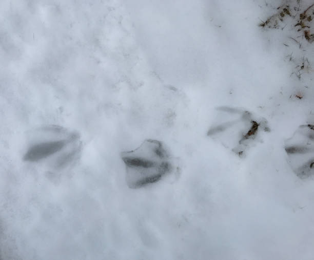 istock Seagull Prints in the Snow 1209584046