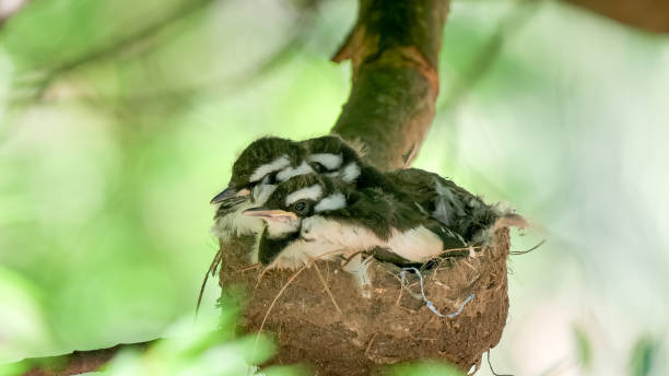 drei australische elsterlerchenbabys in einem nest - echte elster gattung stock-fotos und bilder