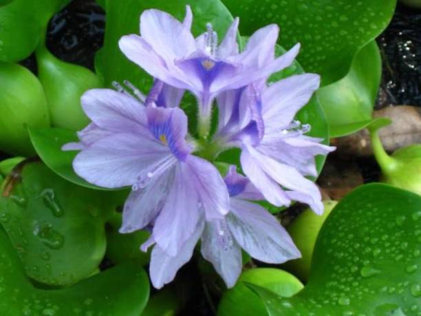 istock Flower 4 Lotus Water Lily 1209586040