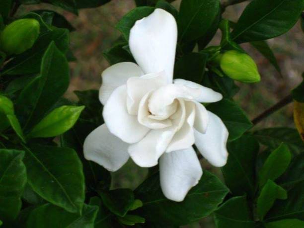 istock Flower 26 Gardenia Bloom 1209587222