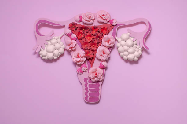 Concept polycystic ovary syndrome, PCOS. Women reproductive system. Concept polycystic ovary syndrome, PCOS. Paper art, awareness of PCOS, image of the female reproductive system polycystic ovary syndrome photos stock pictures, royalty-free photos & images