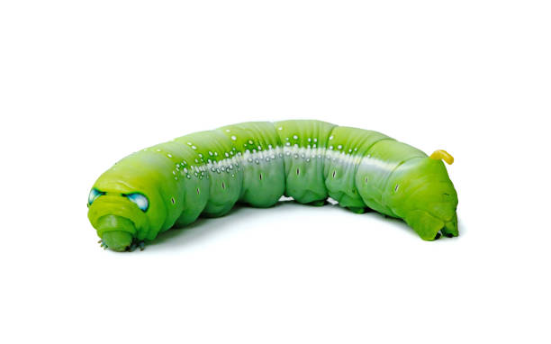 green worm caterpillars animals - inchworm imagens e fotografias de stock