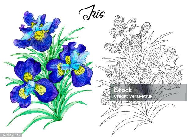 Ilustración de Dibujo De Hermosa Flor De Iris Azul y más Vectores Libres de Derechos de Arte - Arte, Azul, Belleza - iStock Ilustración de Dibujo De Hermosa Flor De Iris Azul y más Vectores Libres de Derechos de Arte - Arte, Azul, Belleza - iStock