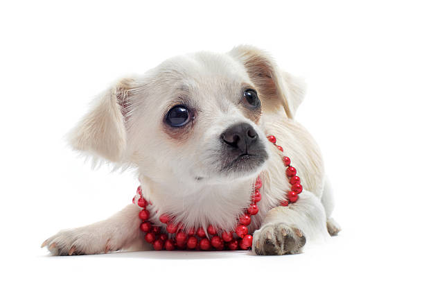 istock chihuahua with pearl collar 120959996