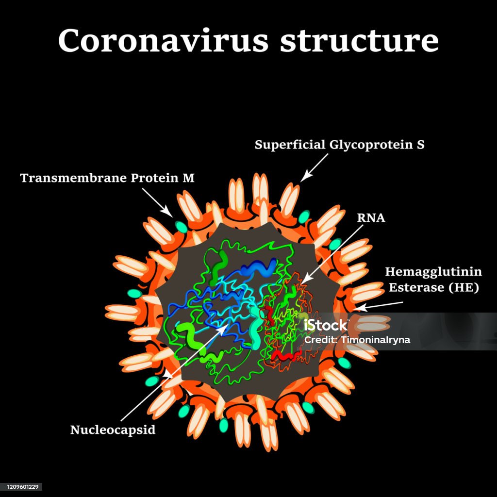 Virus Corona Cấu Trúc Của Covid19 Virus Cúm Cúm Hình Minh Họa ...