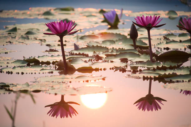istock Pink lotus flowers are blooming with sunset 1209601471