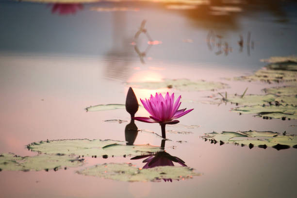 istock Pink lotus flowers are blooming with sunset 1209602206