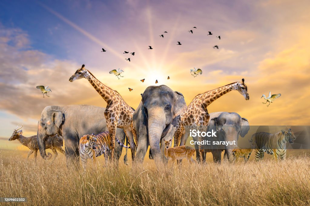 Large Group Of African Safari Animals Wildlife Conservation Concept Stock  Photo - Download Image Now - iStock