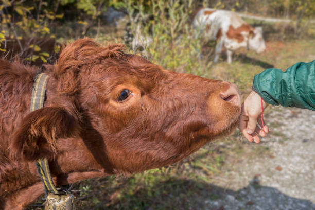 istock Young man's hand petting a Cow's head 1209603410