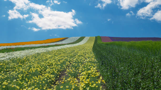 colorful flower field , blue sky with cloud background in Japan