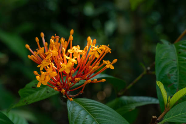 istock orange flower, copy space, good for backgrounds 1209607171