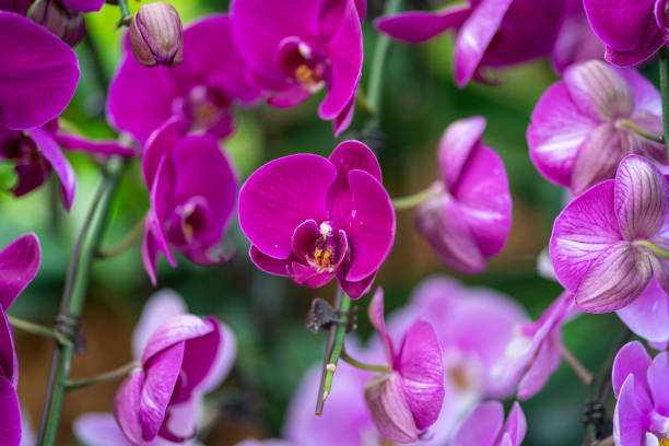 istock blossom Vanda orchid with natural beautiful light. 1209607185