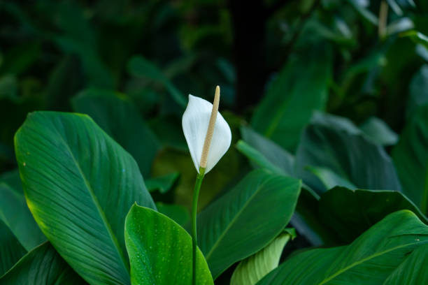 white Anthurium (belongs to Araceae family), blossom flower and green leafs