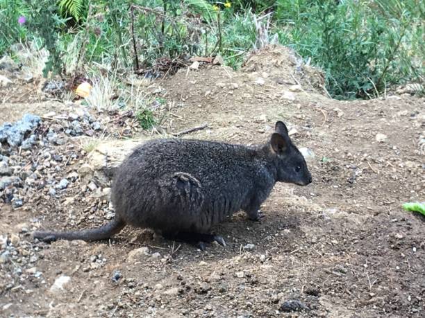 istock Potterroo Marsupial Australian animal 1209607438