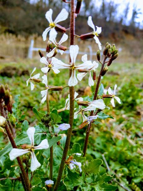 istock Bloomed Rocket or Eruca Sativa in organic Garden in early Spring 1209608432
