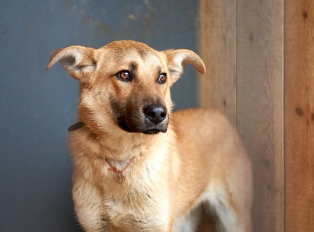 istock Sad view of a dog resting in the kennel 1209610285