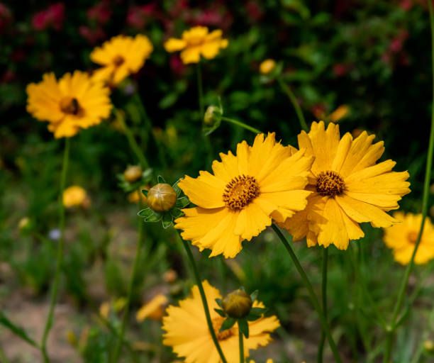 istock Coreopsis, bee sucking sweet honey 1209610530