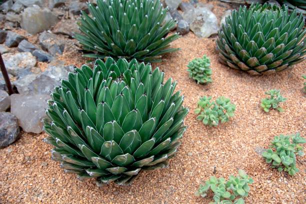 vista del agave victoriae reginae es una pequeña especie de planta perenne con floración suculenta - desierto chihuahua fotografías e imágenes de stock