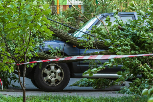 istock A very large broken tree fell on a car during a hurricane. Destruction after a gale. 1209611522