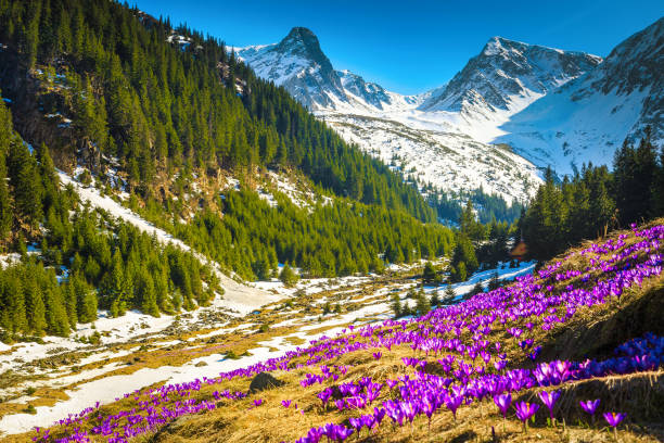 紫色のクロッカスの花、カルパティア、ルーマニアとアルパイン花のグレード - spring crocus temperate flower european alps ストックフォトと画像