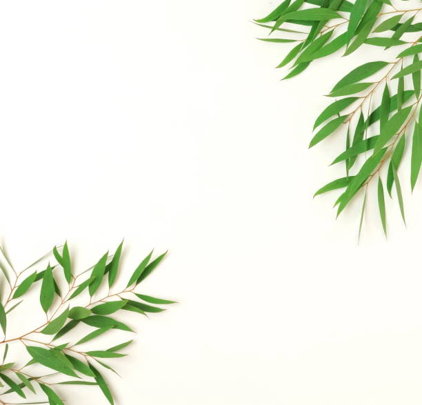 istock green eucalyptus leaves, branches frame  isolated on a white background. flat lay, top view. 1209614667