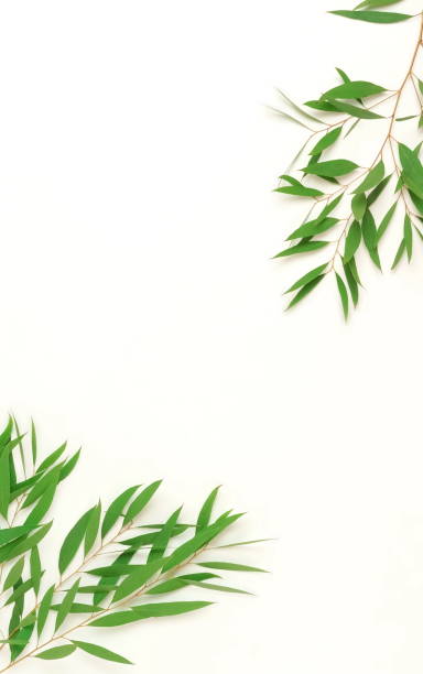 istock green eucalyptus leaves, branches frame  isolated on a white background. flat lay, top view. 1209615245