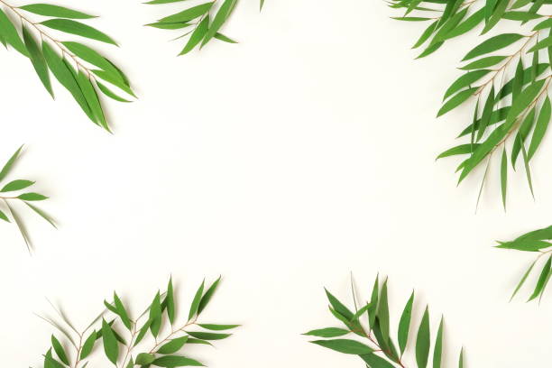 istock green eucalyptus leaves, branches frame  isolated on a white background. flat lay, top view. 1209615269