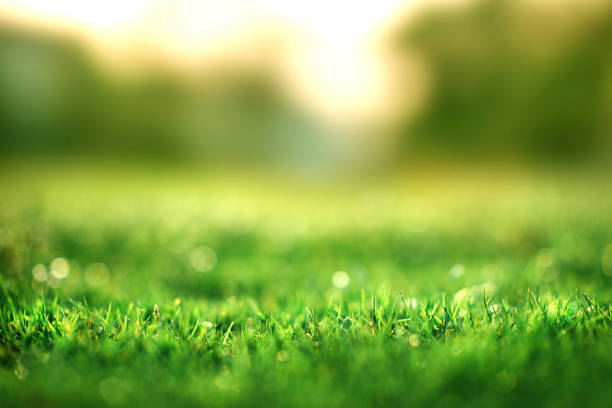 istock Spring and nature background concept, Close up green grass field background and sunlight. 1209615410