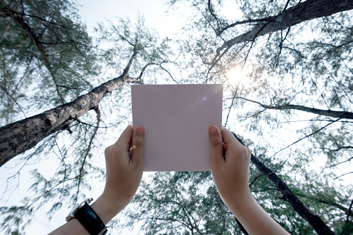 Low angle view of woman hands holding white paper with pine tree forest background.
