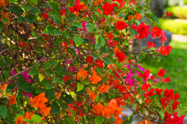 istock tropical bougainvillea flowers 1209619461