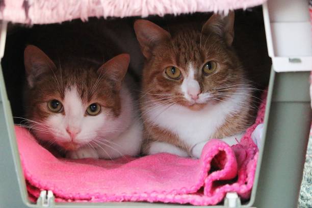 istock two cute cats in the transport basket 1209621411