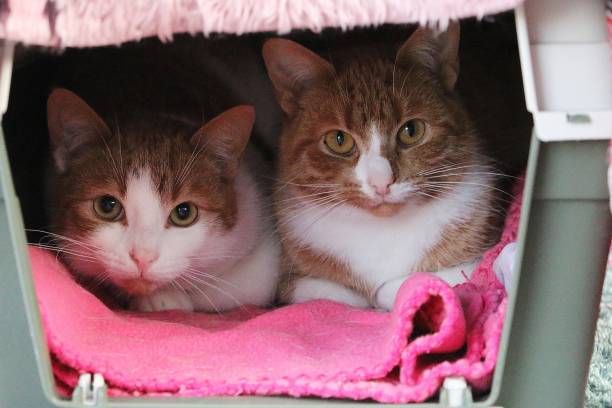two cute cats in the transport basket stock photo