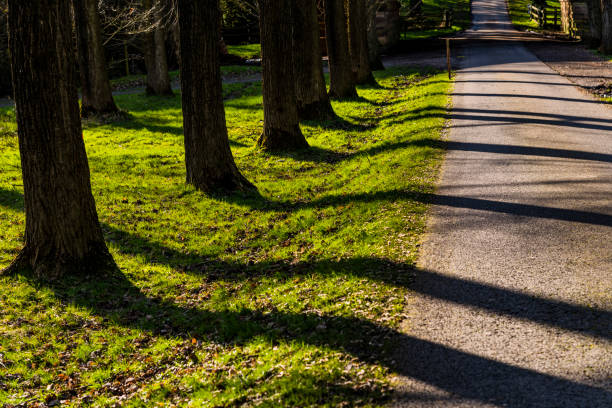 spring trees sunlight scenic landscape generic season colour image