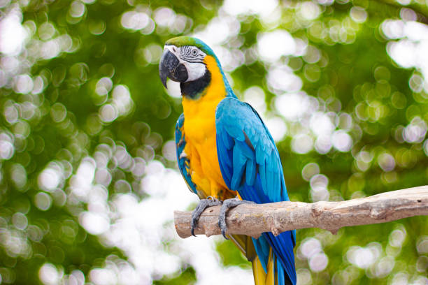 istock Bird Blue-and-yellow macaw standing on branches with blurred bokeh of three background 1209622136