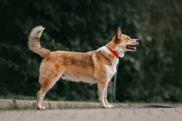 istock mixed breed dog standing outdoors in a collar and leash 1209622996