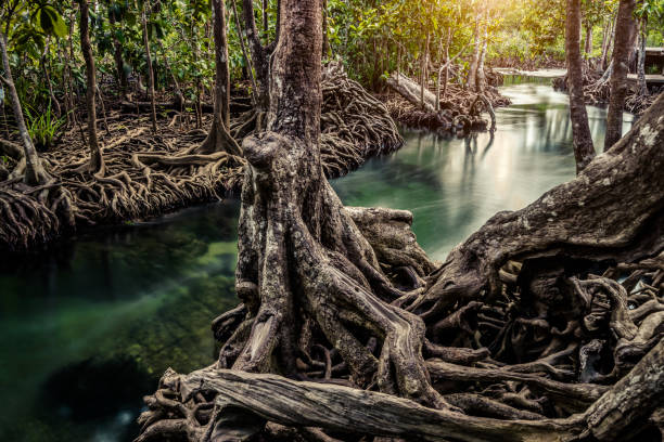 Mangrove tree and stream in forest of park in Krabi Thailand