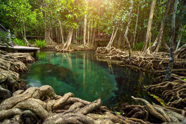 istock Mangrove tree and stream in forest of park 1209623968