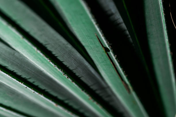 Close-up of tropical palm leaves stock photo