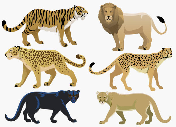 big cats bundle set vector of big cats bundle set mountain lion stock illustrations