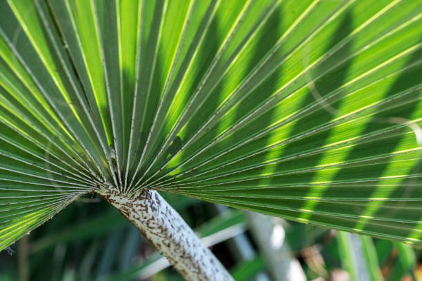 Close-up of tropical palm leaves stock photo