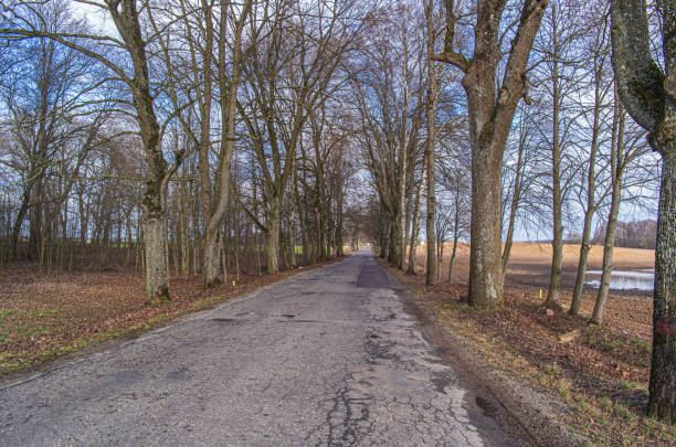 istock Old deciduous trees along the asphalt road in Poland. Tree lined country road. 1209624785