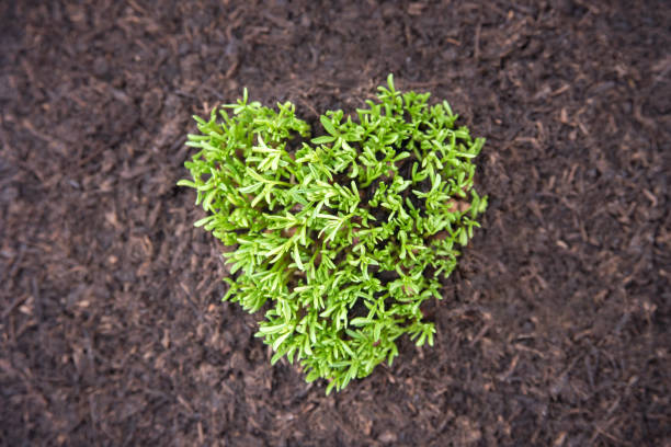 Green heart shape on the soil made from lentils plant