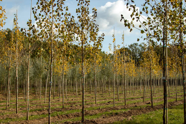 istock view in part of a tree nursery 1209629770