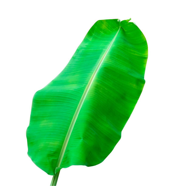 istock fresh banana tree green leaf isolated on white background with clipping path 1209629948