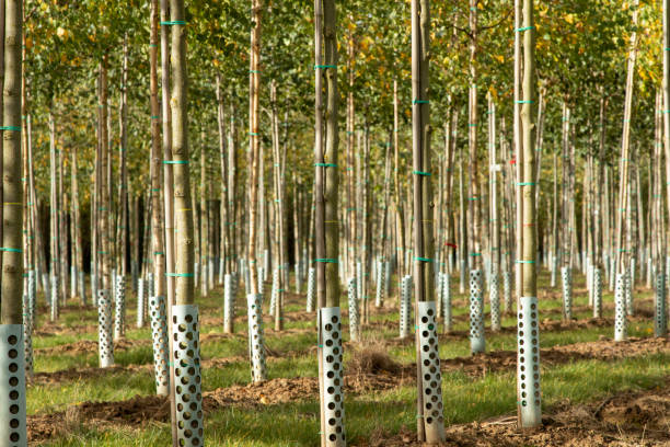 istock view in part of a tree nursery 1209629959